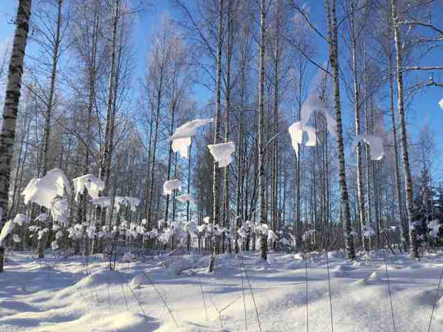 Koivu Forest, Haukijärvi, Finland